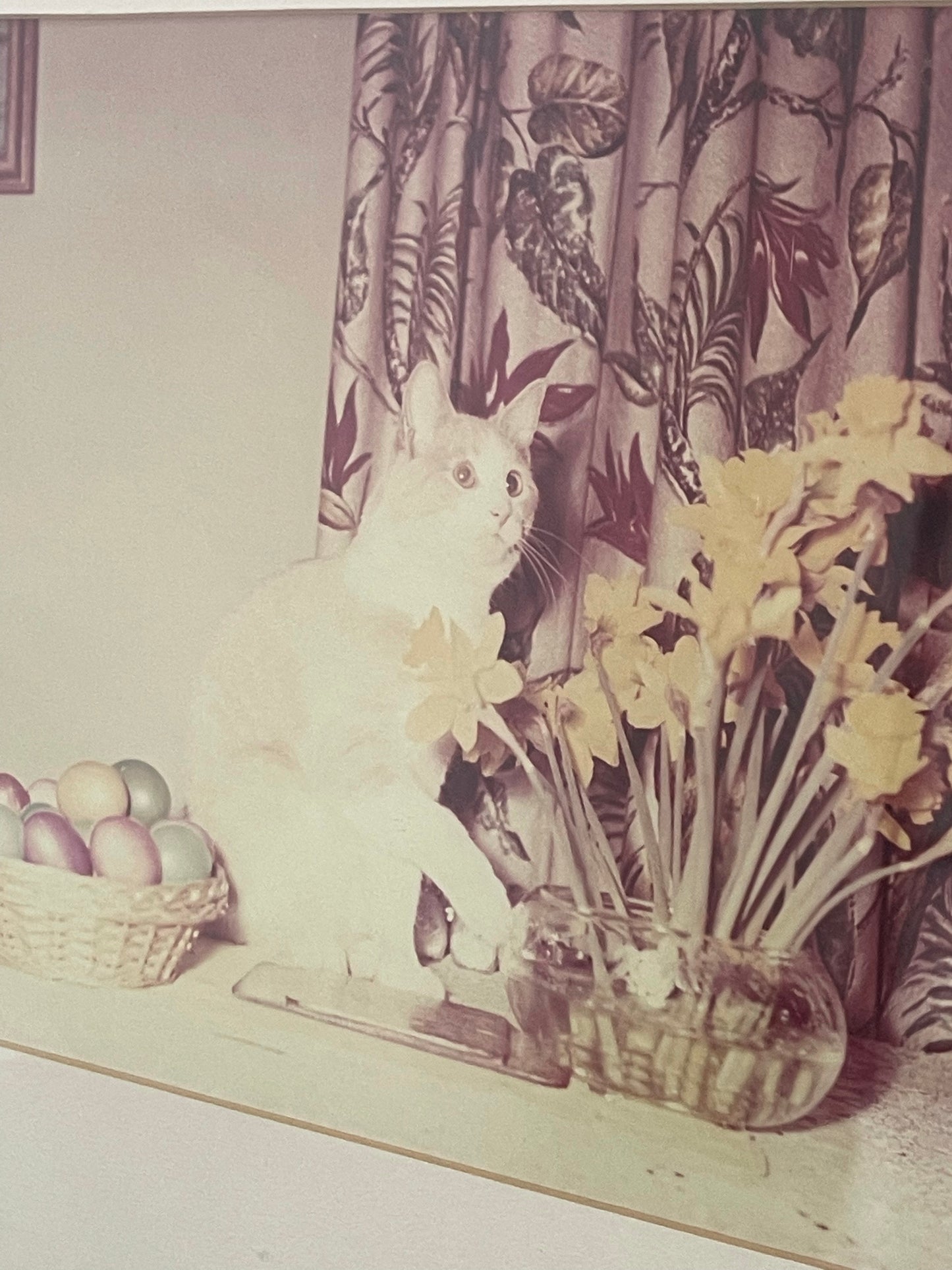 vintage film photo, reilly the kitty